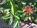 Lipstick Plant / Aeschynanthus radicans